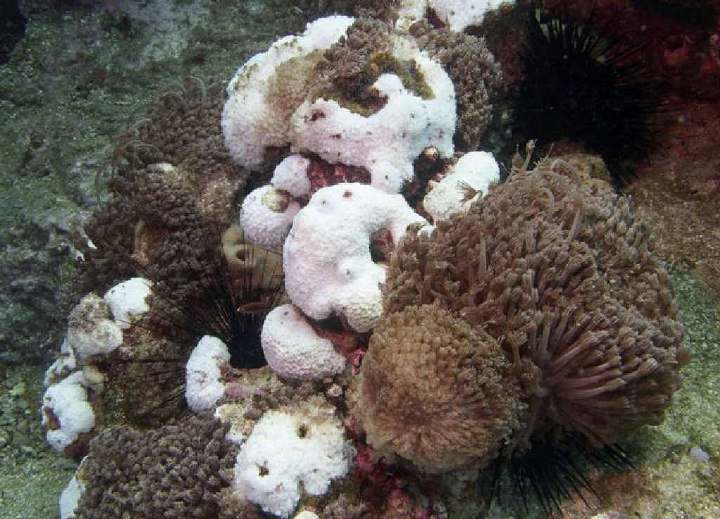 SUN BLEACHED: The Solitary Islands Underwater Research Group (SURG) has studied the impact of coral bleaching off the Coffs Coast. SUN BLEACHED: The Solitary Islands Underwater Research Group (SURG) has studied the impact of coral bleaching off the Coffs Coast.